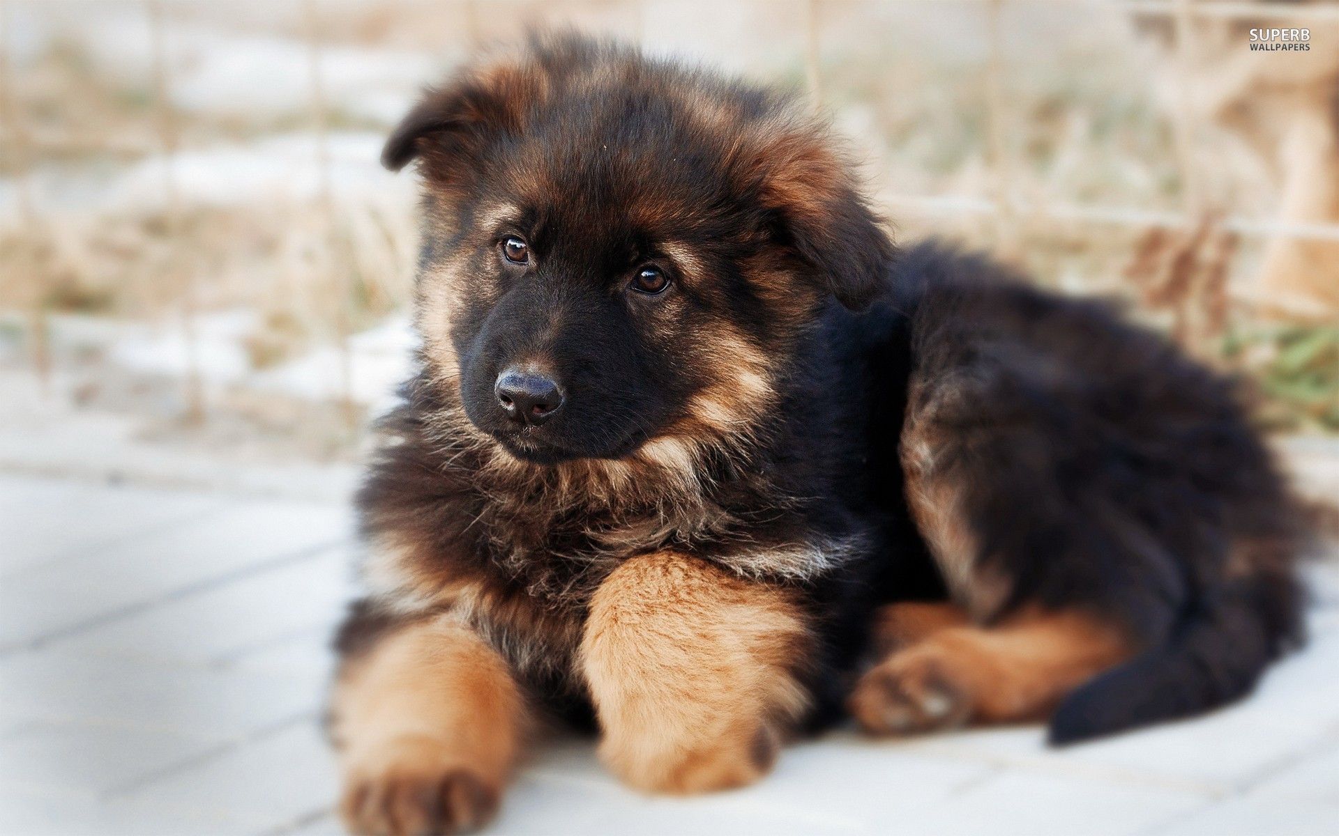 all-you-need-to-know-about-the-german-shepherd-dog-thethings