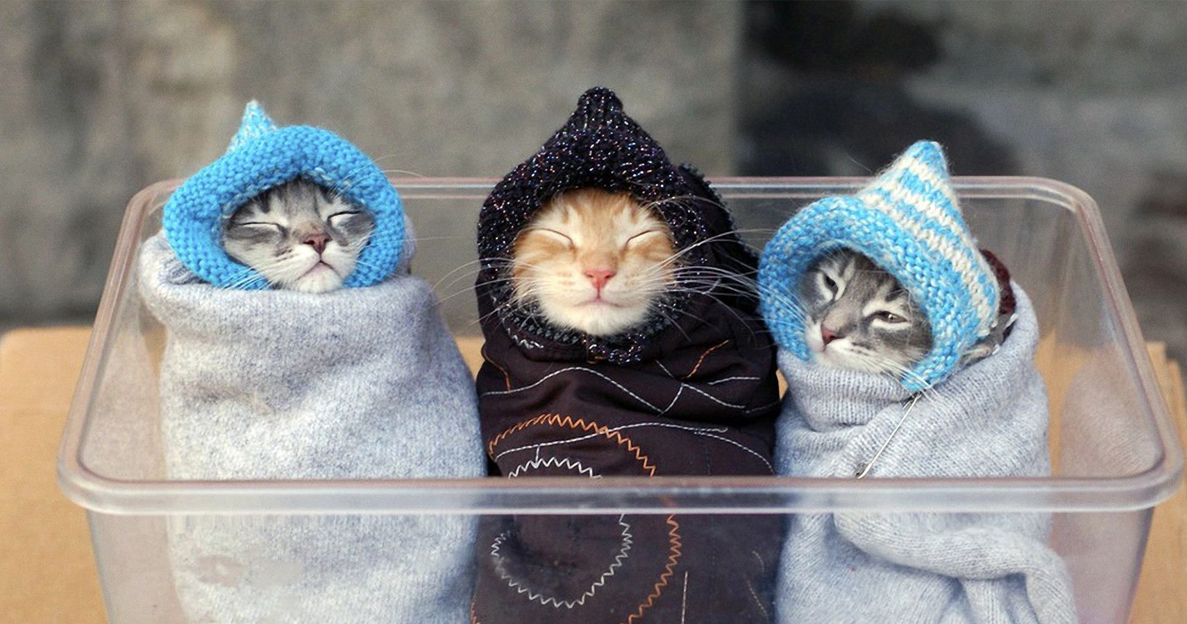 20 Reasons Why Cats Make the Worst Pets Ever TheThings