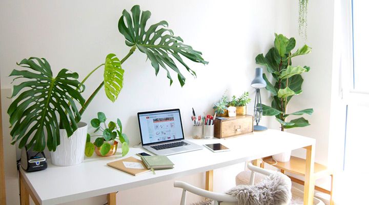 16 Plants For Your Office That Will Totally Zen You Out