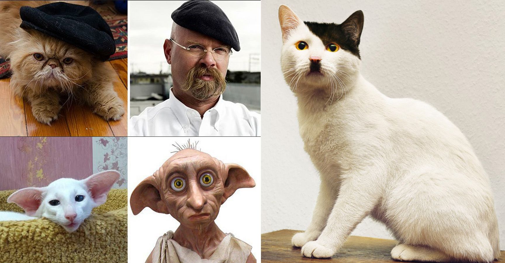 these-15-cats-that-look-like-celebrities-will-totally-baffle-you