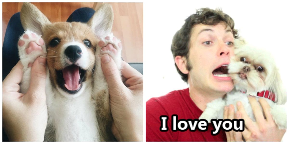 15 Signs You're Completely Obsessed With Dogs TheThings
