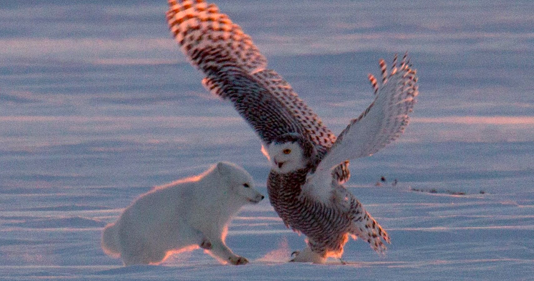 arctic-fox-and-snowy-owl-filmed-dancing-video-thethings