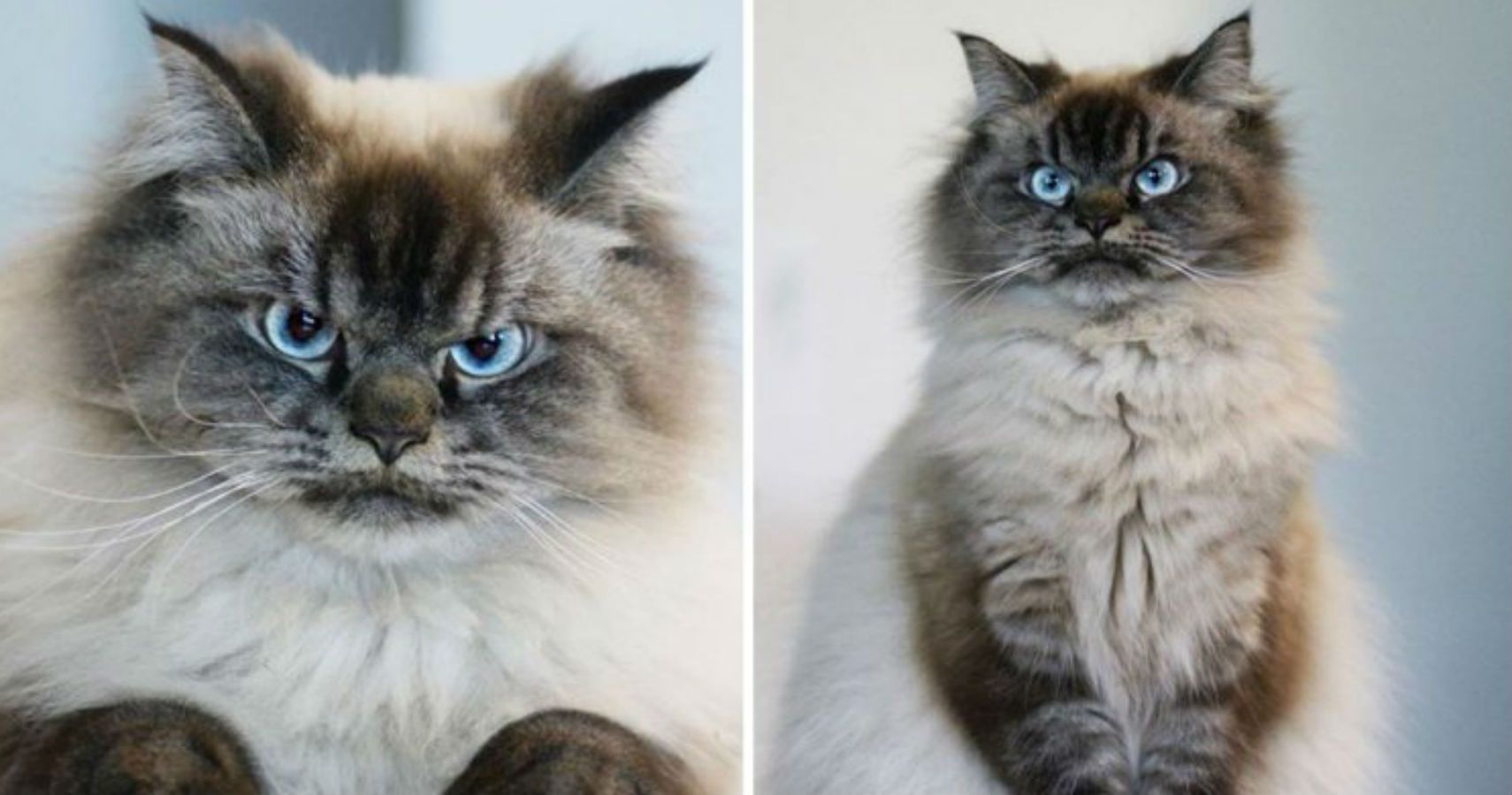 This Angry Looking Cat Is Your New Spirit Animal | TheThings