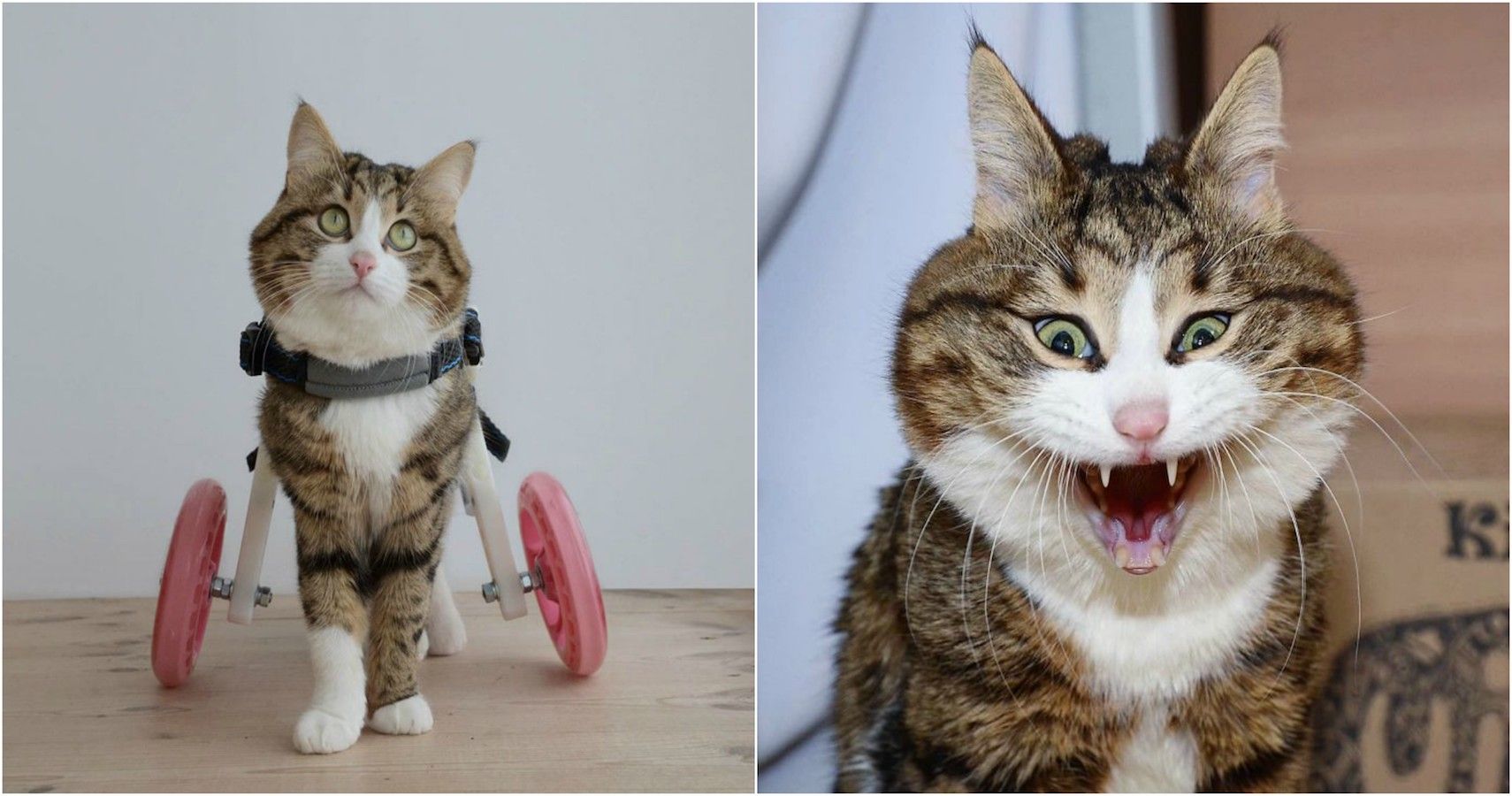 a-cat-with-a-disability-and-an-adorable-face-thethings