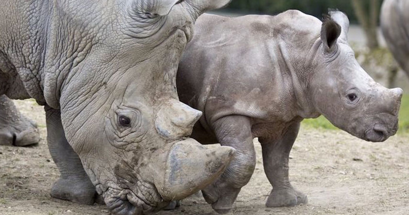 rhino pregnancy period