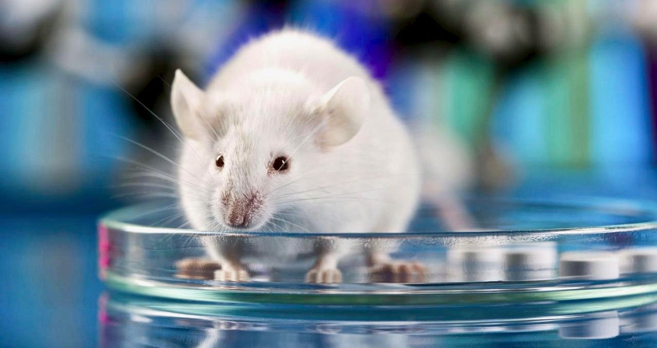 4 More Snack Food Companies Ban Animal Testing Thanks To PETA