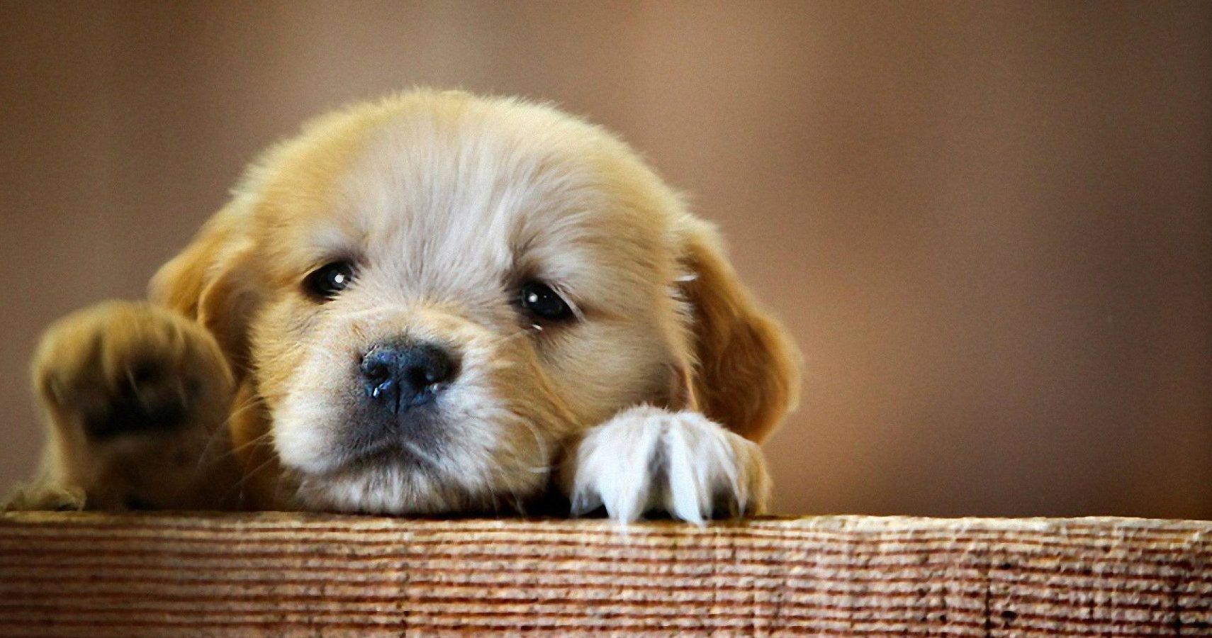 10 Adorable Names For Your Pet | TheThings
