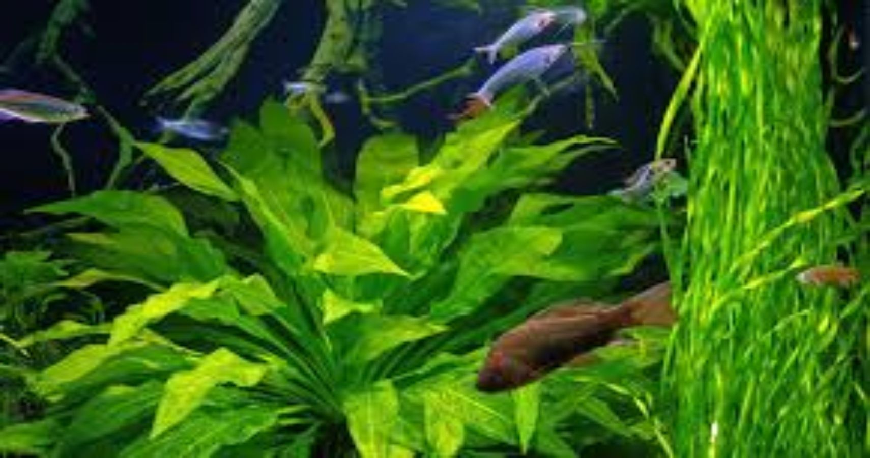 Easy plants for aquarium Idea