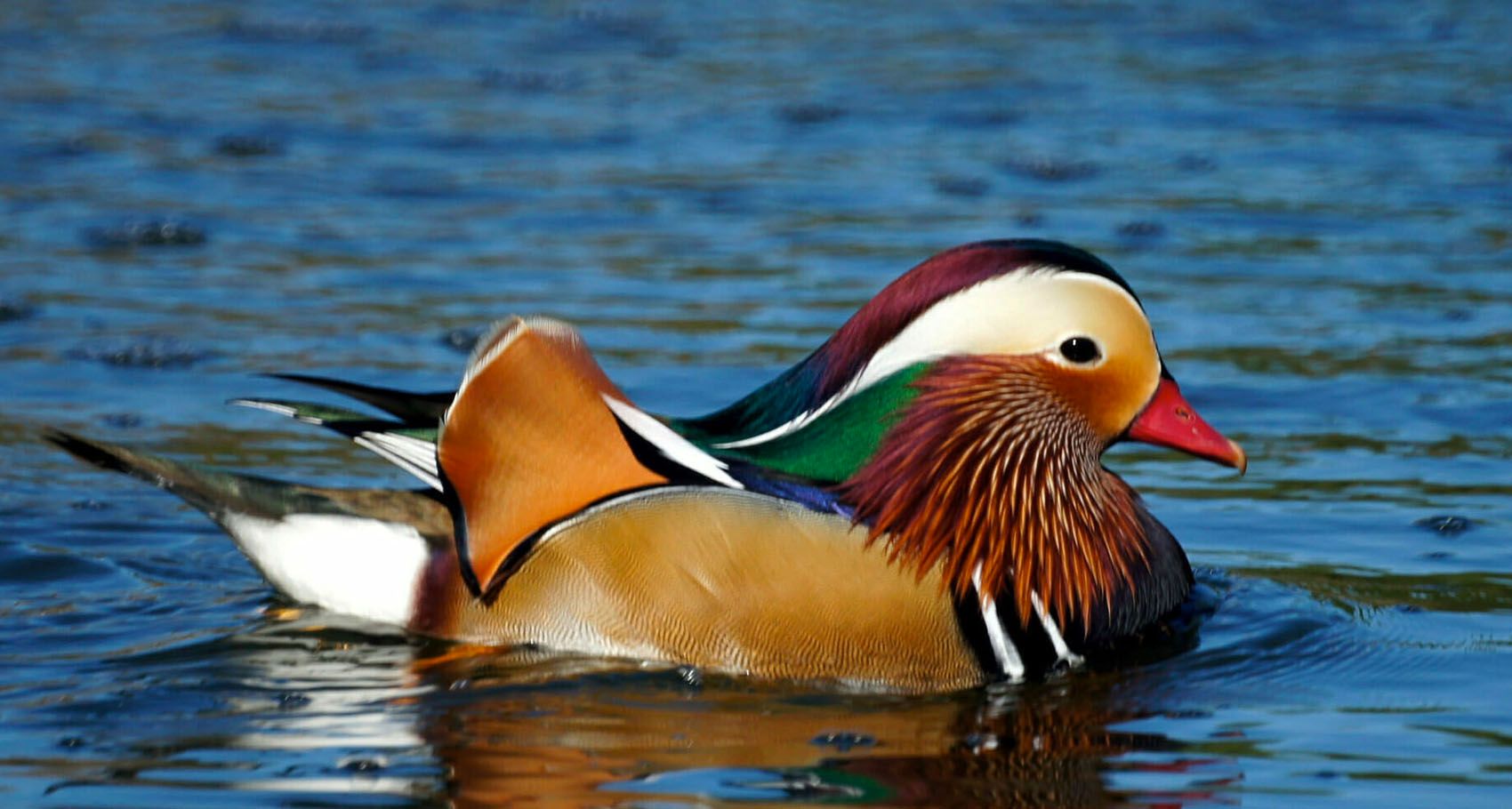 a-mandarin-duck-somehow-found-its-way-to-central-park-thethings