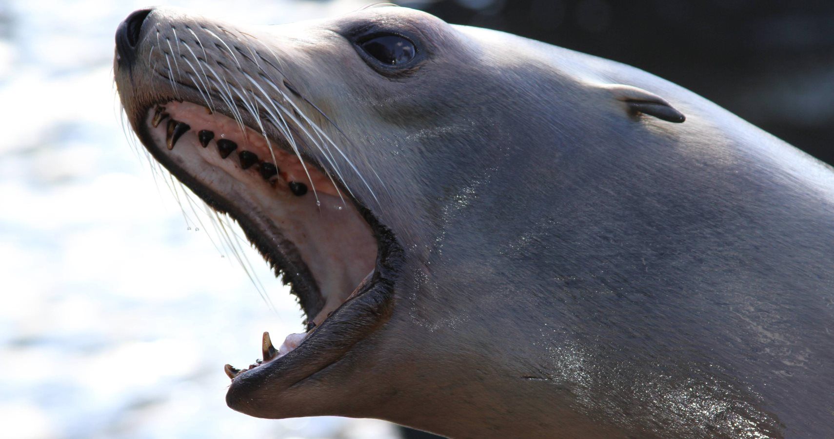 chubby angry seal