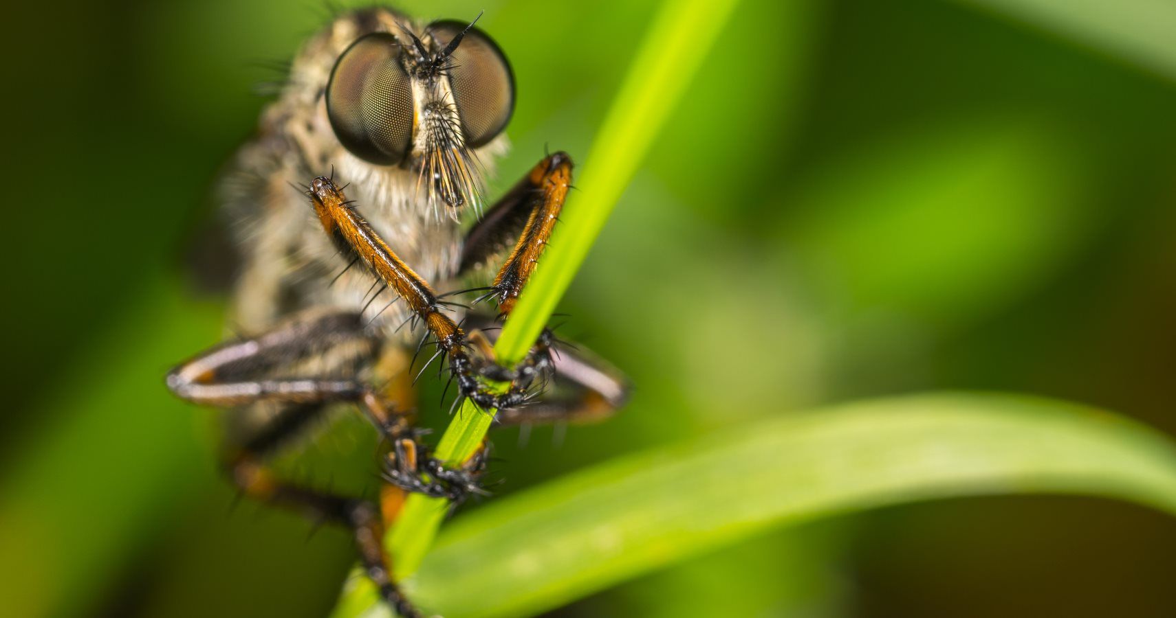 Polar Vortex Might Have Killed A Bunch Of Invasive Insect Species