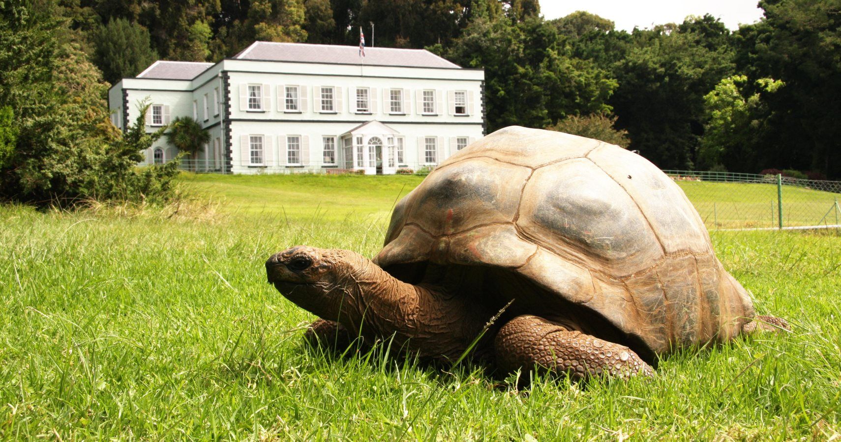 jonathan-the-tortoise-is-the-world-s-oldest-animal-at-187-years-old