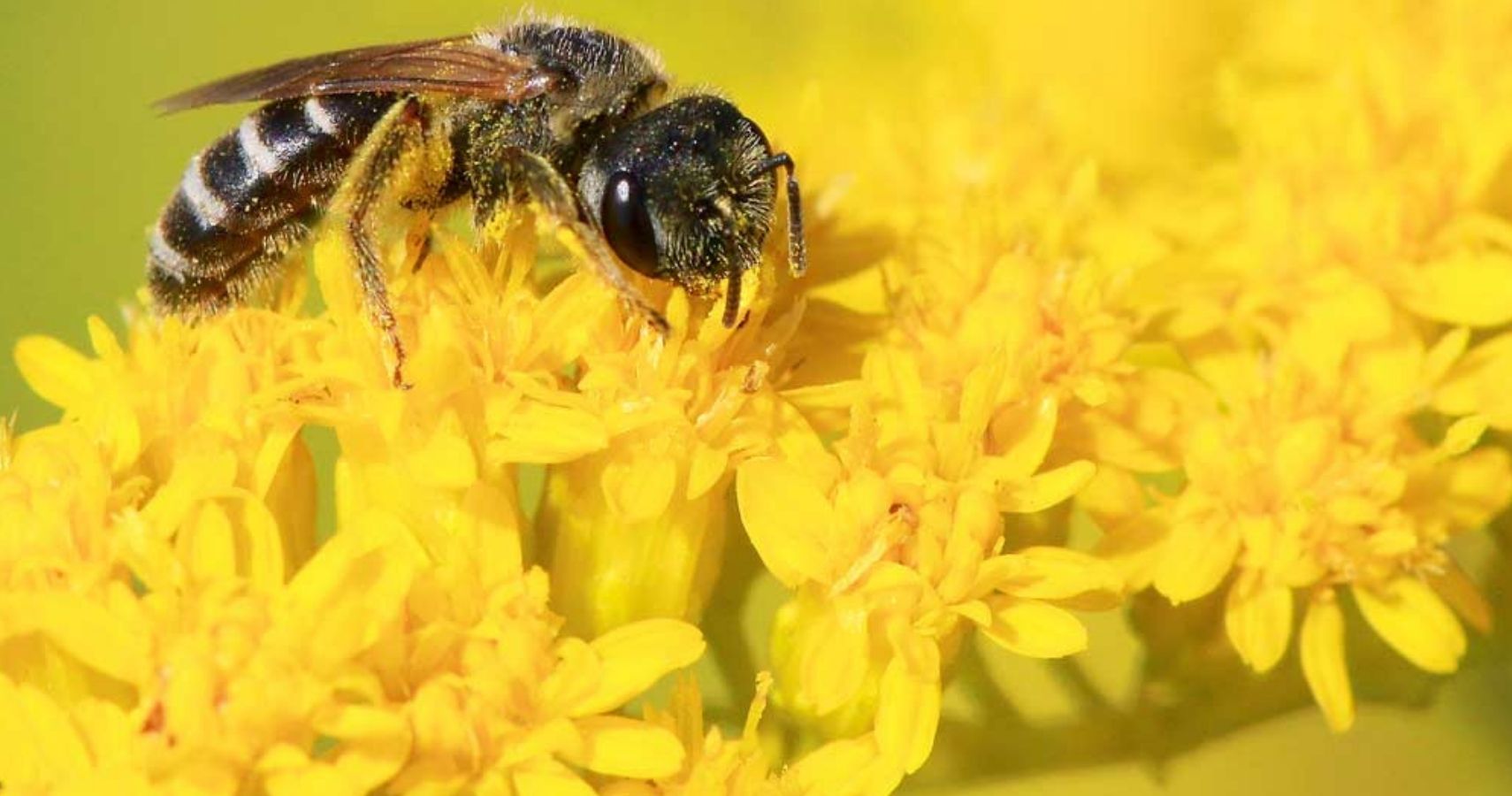 The Depletion Of The Bee Population